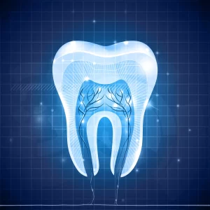 bigstock Abstract Tooth Cross Section 56582534