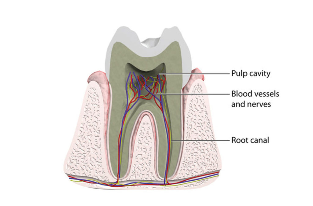 Root Canal information